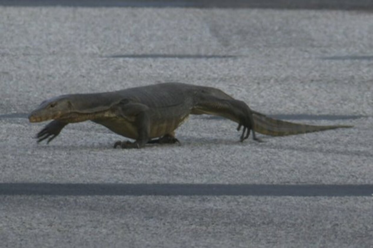 Fórmula 1 tem bandeira amarela por causa de um lagarto